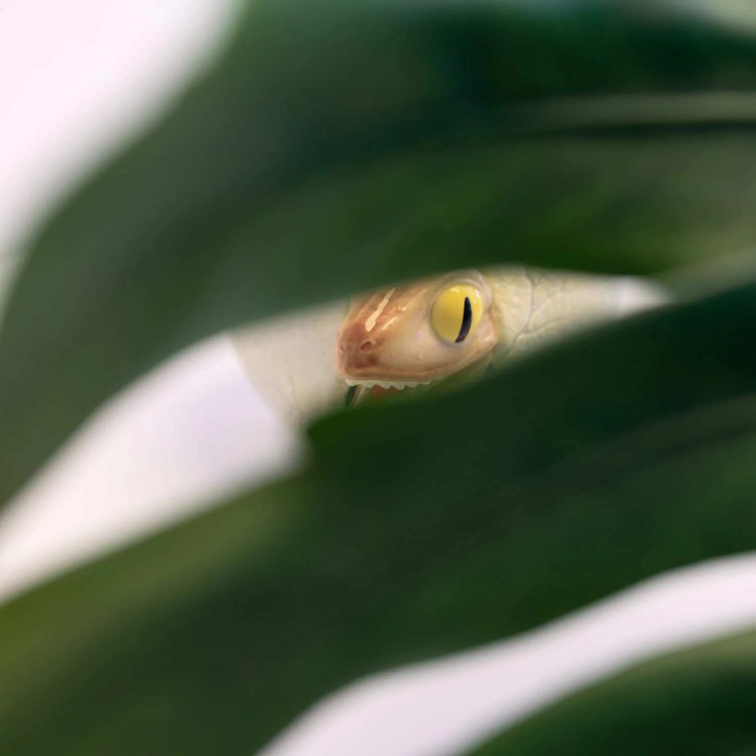 Imagen del producto 9